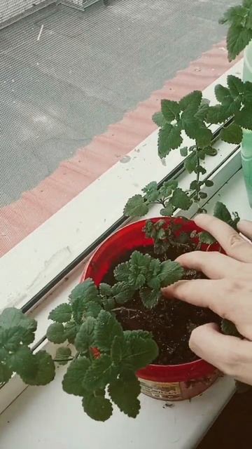 Пересадка и уход за милисой,на балконе смотреть онлайн