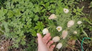 Многолетники и однолетники из семян 1 часть
