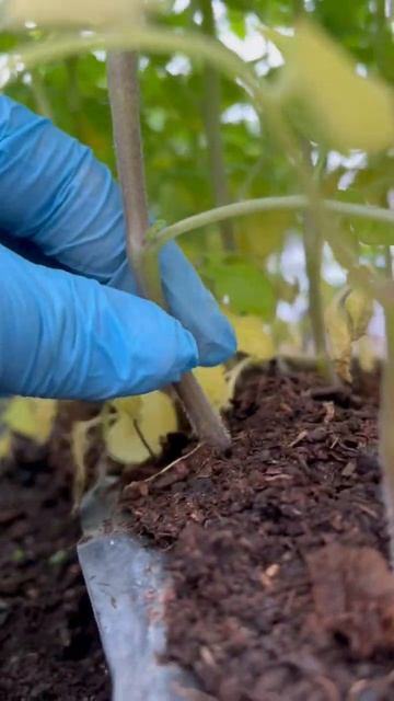 Томаты в теплице смотреть онлайн