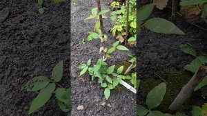 Клематис Розамунде Clematis Rosamunde жовтень 2024