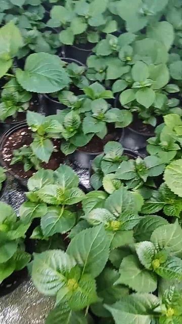 саженцы 150руб и 250руб. взрослые кусты от 850-1200руб 8978 501-30- смотреть онлайн