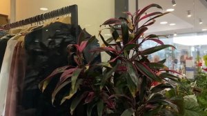 Влог: новые растения, цветочный своп, покупки для раст?