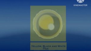 Заставка Yellow, Black and White plus (2007-2023)