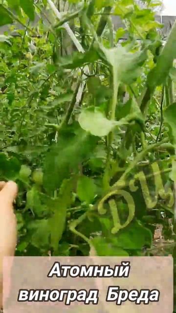 ТОМАТ Атомный виноград Бреда смотреть онлайн