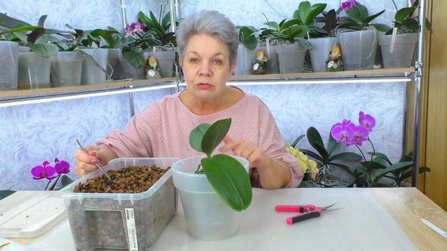 Орхидея вырастила много длинных воздушных корней. Что смотреть онлайн