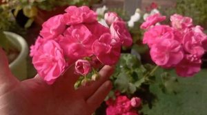 Пеларгонии Мария Магдалина, Денизе Сутарве, Розалинда