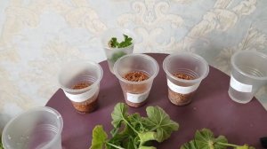 Черная ножка😱 Спасаю любимый сорт пеларгонии. Часть 1