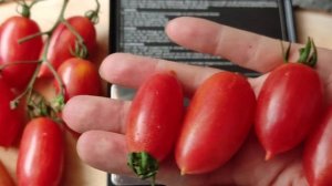 Tomaten nach Sorten/ Himmels kerze/Raiskije Swezi/Райские свечи/