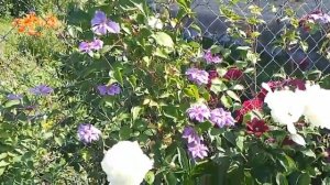 Бьюти оф Вочестер клематис