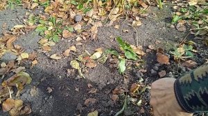 ПОДГОТАВЛИВАЕМ АСТИЛЬБЫ К ЗИМОВКЕ!!! ЧТО НАДО ДЕЛАТЬ