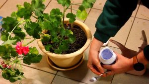 Как сохранить герань до весны? Секреты и советы.