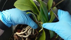 🌱  Орхидея с деткой между листьев 🤔  Отделять или нет