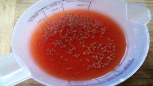 Салака в томатном соусе