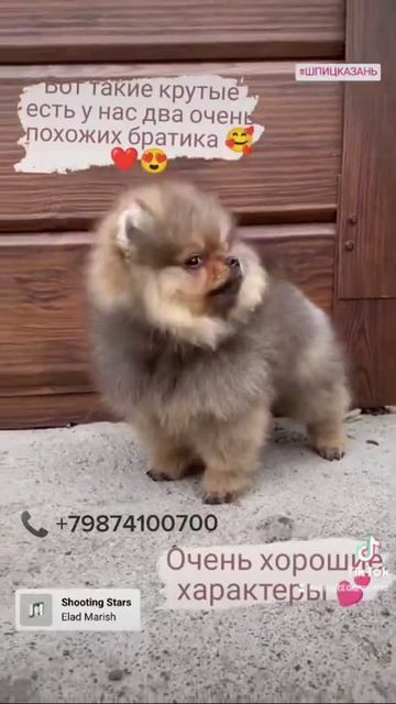 шпиц казань 79874100700