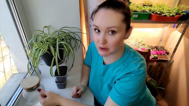 Посев томатов