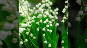 ЛАНДЫШ. Магические свойства