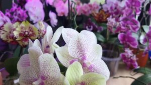 Орхидея Phalаenopsis (Miki-Orchid) Crown 16 - Мики Кроун. #Цветение 2024