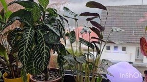 Ктенанта, Калатея, Маранта .Комнатные растения #nature #plan