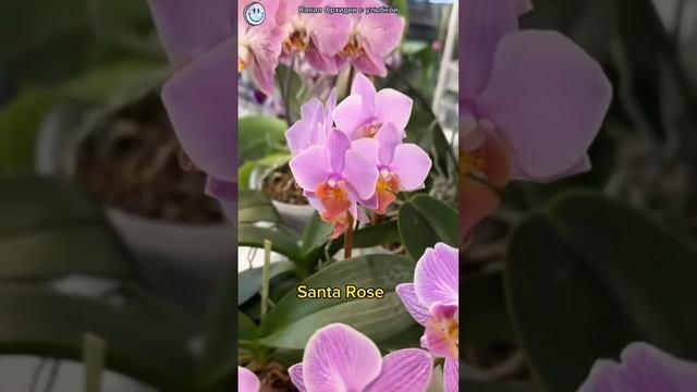 Названия орхидей. #цветениеорхидей #orchidcare #orchid #орхиде?