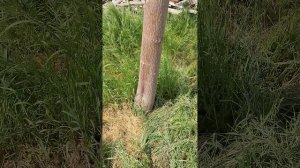 Павловния Шан Тонг 4 мая 2025 г. стволу 2 года!