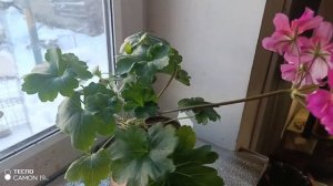 зимнее цветение пеларгонии кара Клаудиа