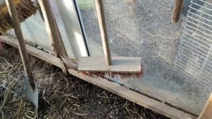 ГРИБЫ КУРАМ📌.Можно ли, и ЗАЧЕМ их Давать🤔Ломан Браун