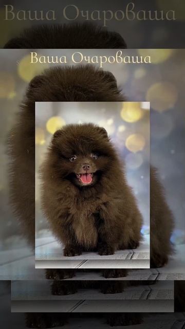 Шпиц Коры Дана смотреть онлайн