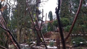 ОБРЕЗКА ВЗРОСЛОЙ ГОРТЕНЗИИ МЕТЕЛЬЧАТОЙ KYUSHU-2024 г