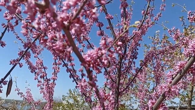 3 минуты красоты - Церцис канадский смотреть онлайн