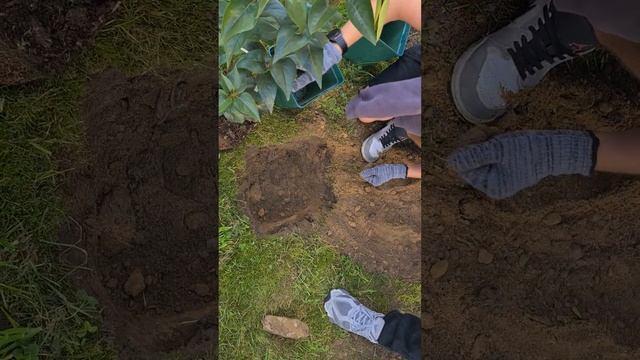 Посадка сирени смотреть онлайн