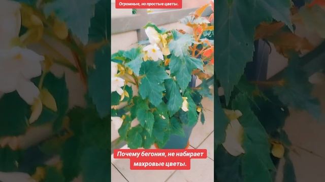Почему бегония не цветет махровыми цветами? Разбор пр?