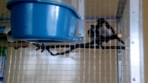 вольер для птиц своими руками