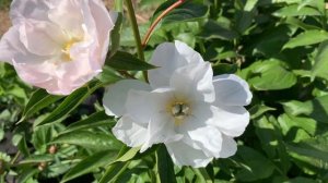 Пион 'White Innocence'