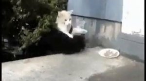 Держись Валера у него волына