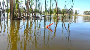 Крупный карась сазан - КОРЫТО ЗА ЧАС!!!! Рыбалка на поплавок весной