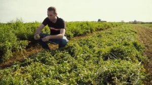 Люцерна. Уборка.