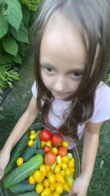 Наш Урожай с Огорода в Америке смотреть онлайн