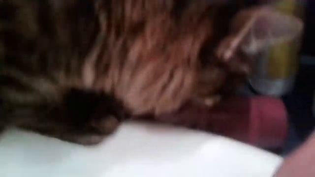 Чужой против хищника . прикол смотреть онлайн