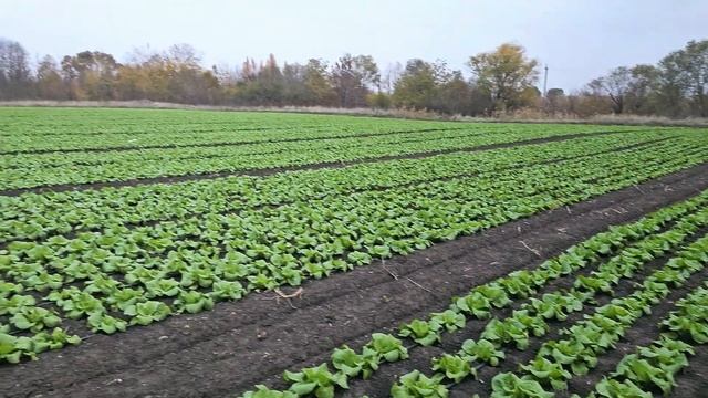 11 ноября 2024 г. Результаты применения Стартэко на пеки смотреть онлайн