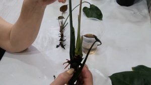 🌱У Антуриума образовались точки роста и наросли детк