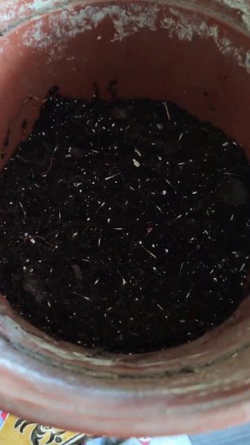 Процесс посадки бархатцев смотреть онлайн