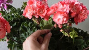 #38. Pelargongaragets ZA Novis Hanna начало цветения 3 июля 2024 года.