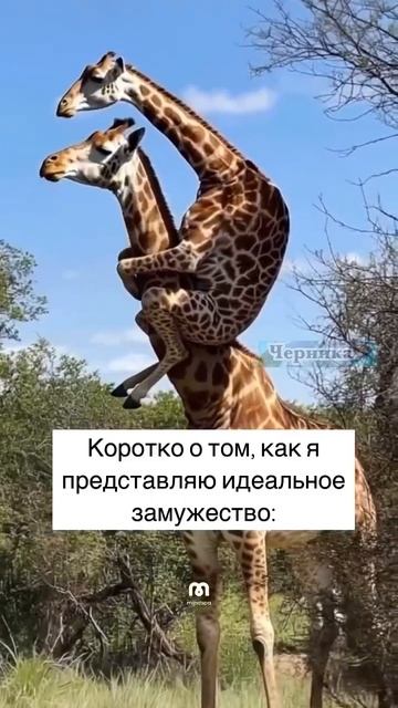Идеальная семья!