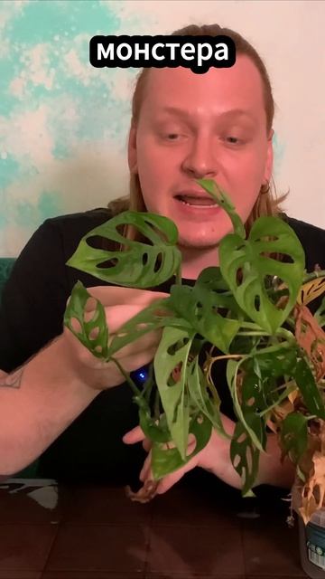 монстыра обликва #комнатныерастения #моирастения #plants