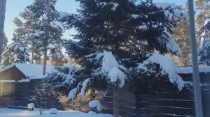 Белки за окном. Прогулка первого января.