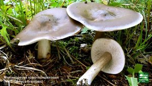 ГРИБЫ МЕЛАНОЛЕУКИ ВСЕ ВИДЫ