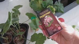 Укоренение пеларгонии 100% результат!