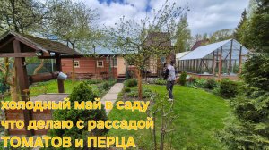 Холодный май,не все выжило.Что делаю с РАССАДОЙ ТОМАТОВ и ПЕРЦА.Цветут и завяывают.Жалко мужа