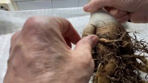 Как рождаются чудо адениумы? Формирую каудекс и крону.