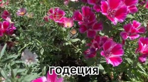 Годеция в Сибири. Дача в деревне